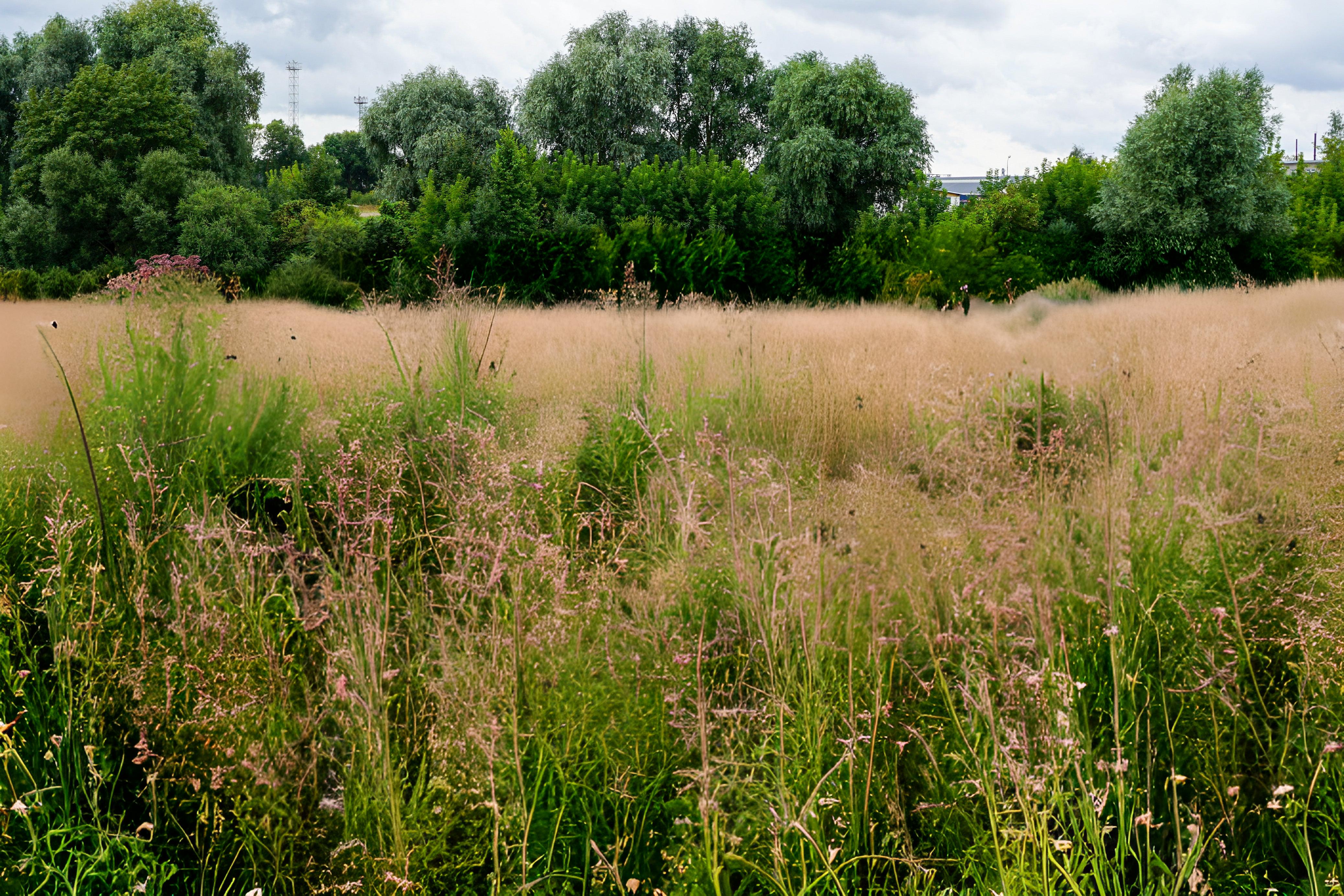 meadow with some bus